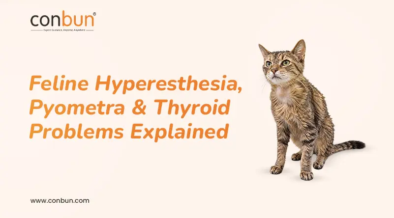 Feline Hyperesthesia, Pyometra & Thyroid Problems Explained
